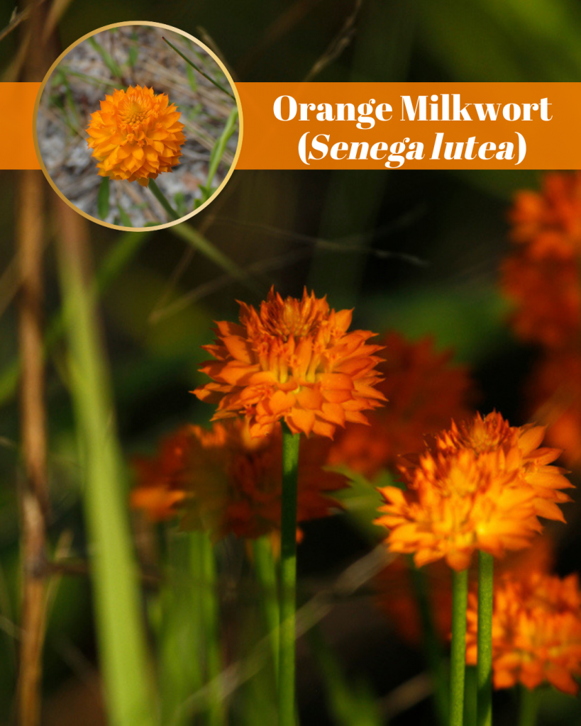 orange milkwort